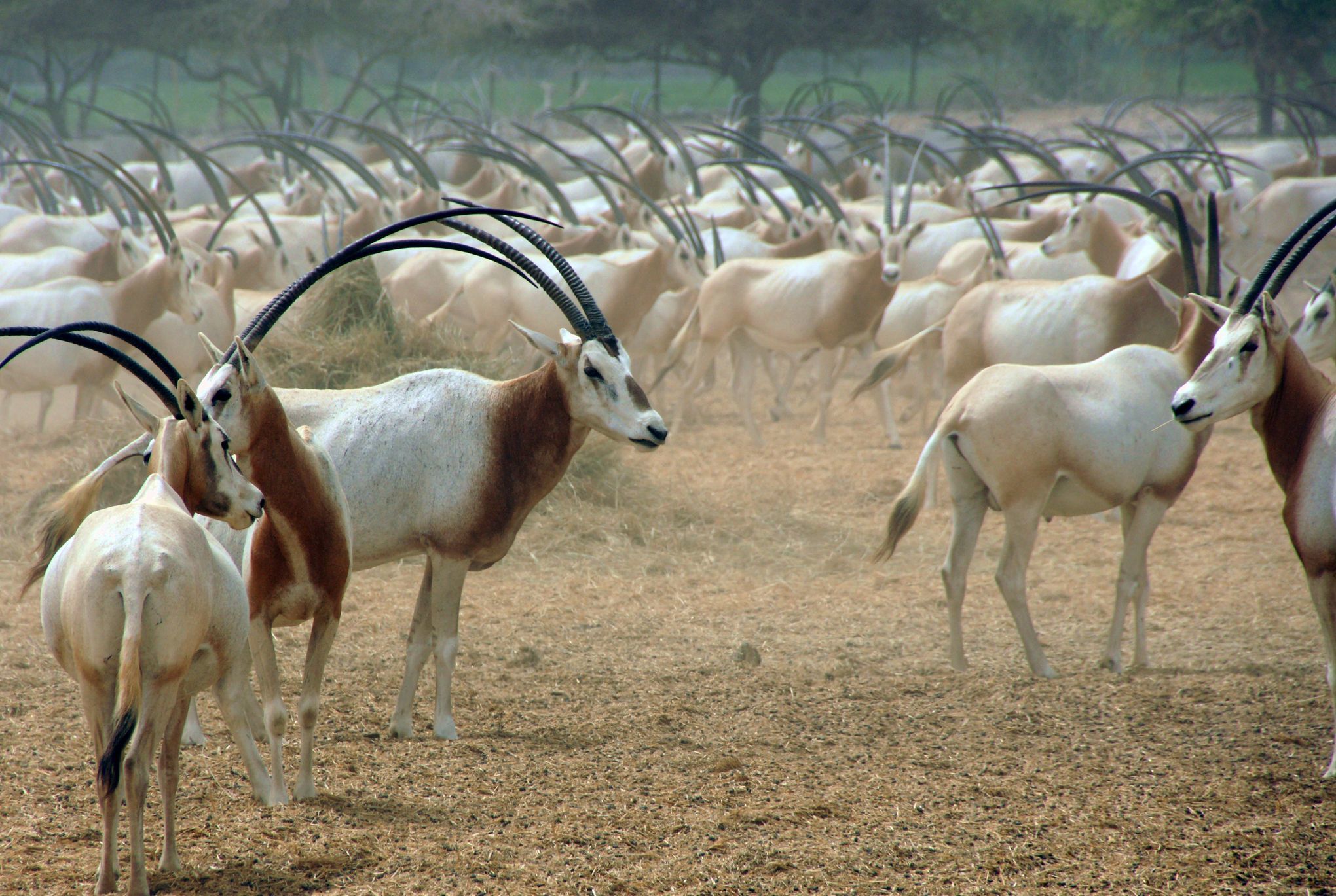 Auf der Antilopen-Insel des Scheichs - Airtours Sphere