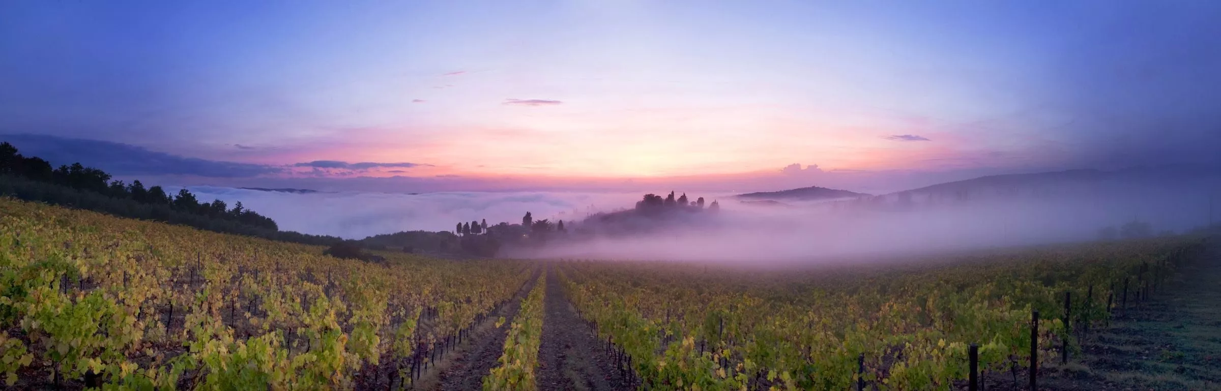Sanft legt sich abendlicher Nebel über die Weinberge des Chianti