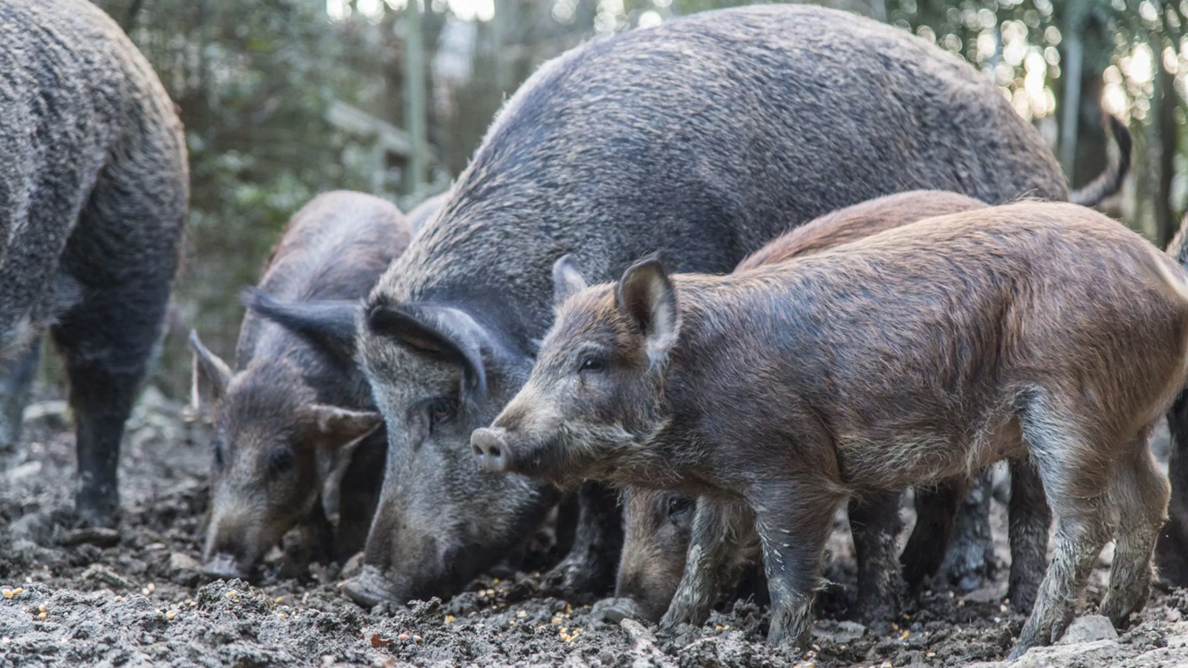 Schwein gehabt: Die Tiere in der Toskana leben im Wald – und das kann man schmecken