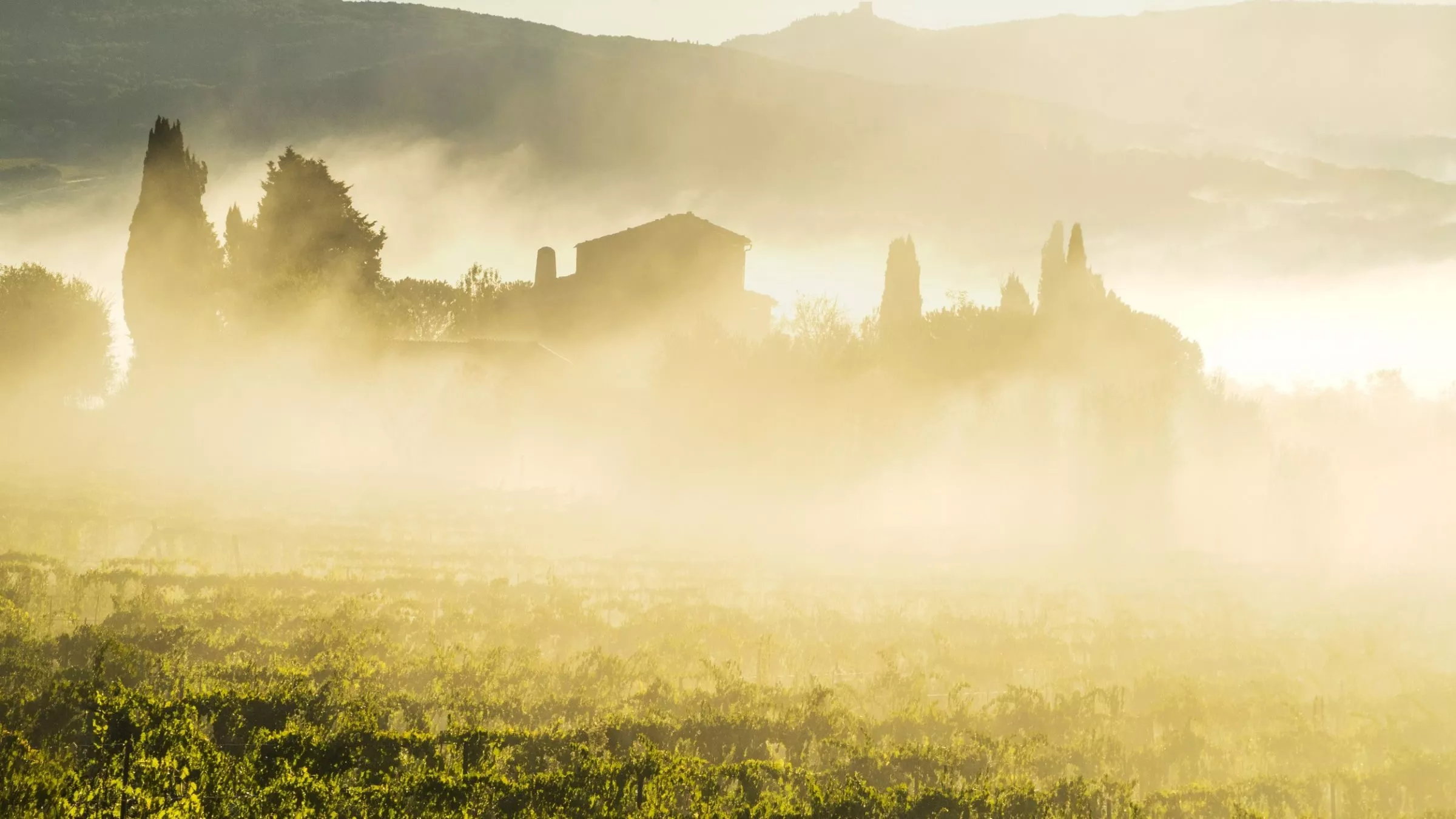 Frühnebel steigt aus den Weinbergen. Rund um Montalcino reifen die Trauben für einen der besten Rotweine Italiens, den Brunello di Montalcino. Mal probieren? Die Fattoria die Barbi freut sich über Gäste