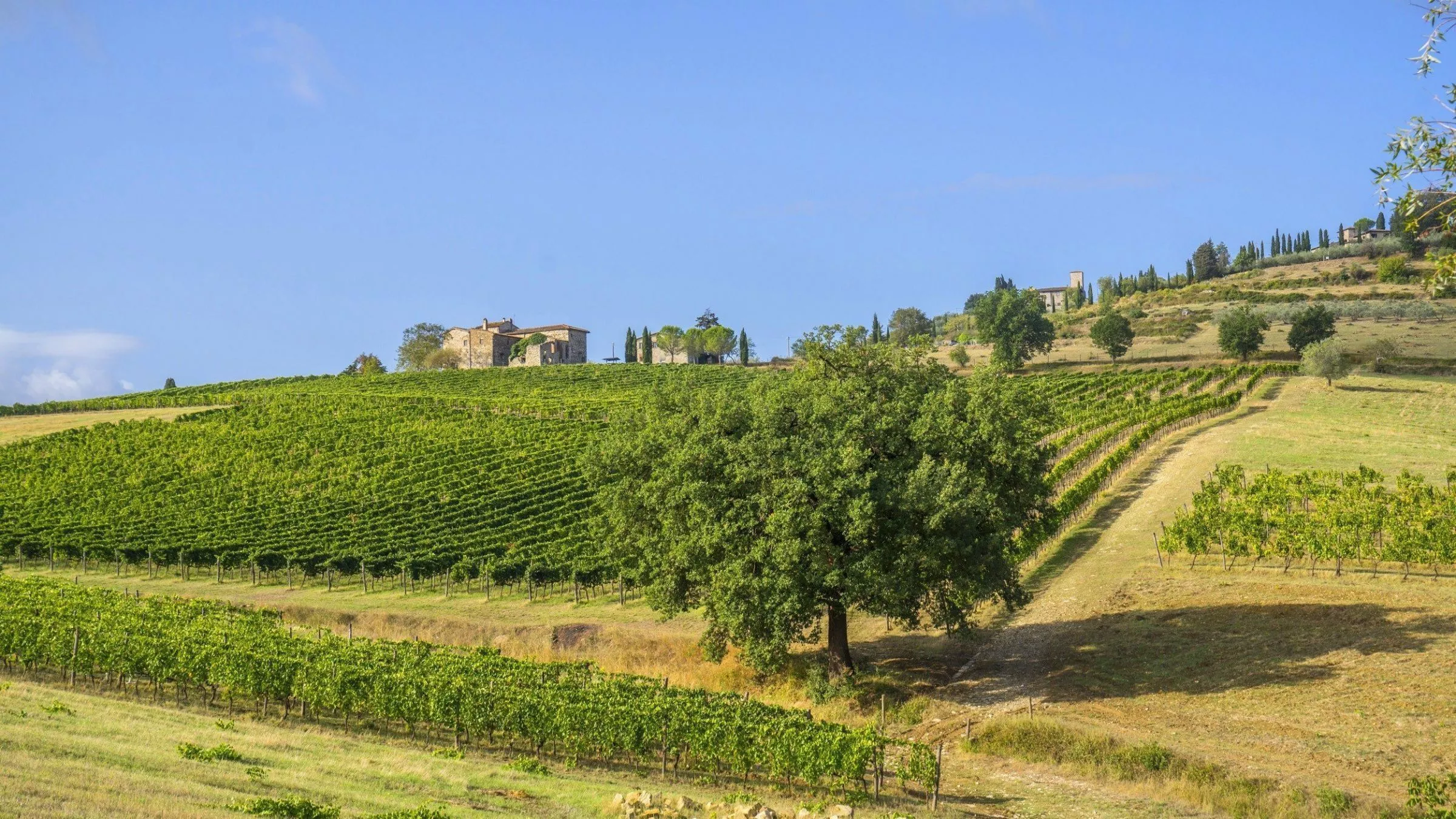 Die Weinberge des Chianti - hier nördlich von Greve