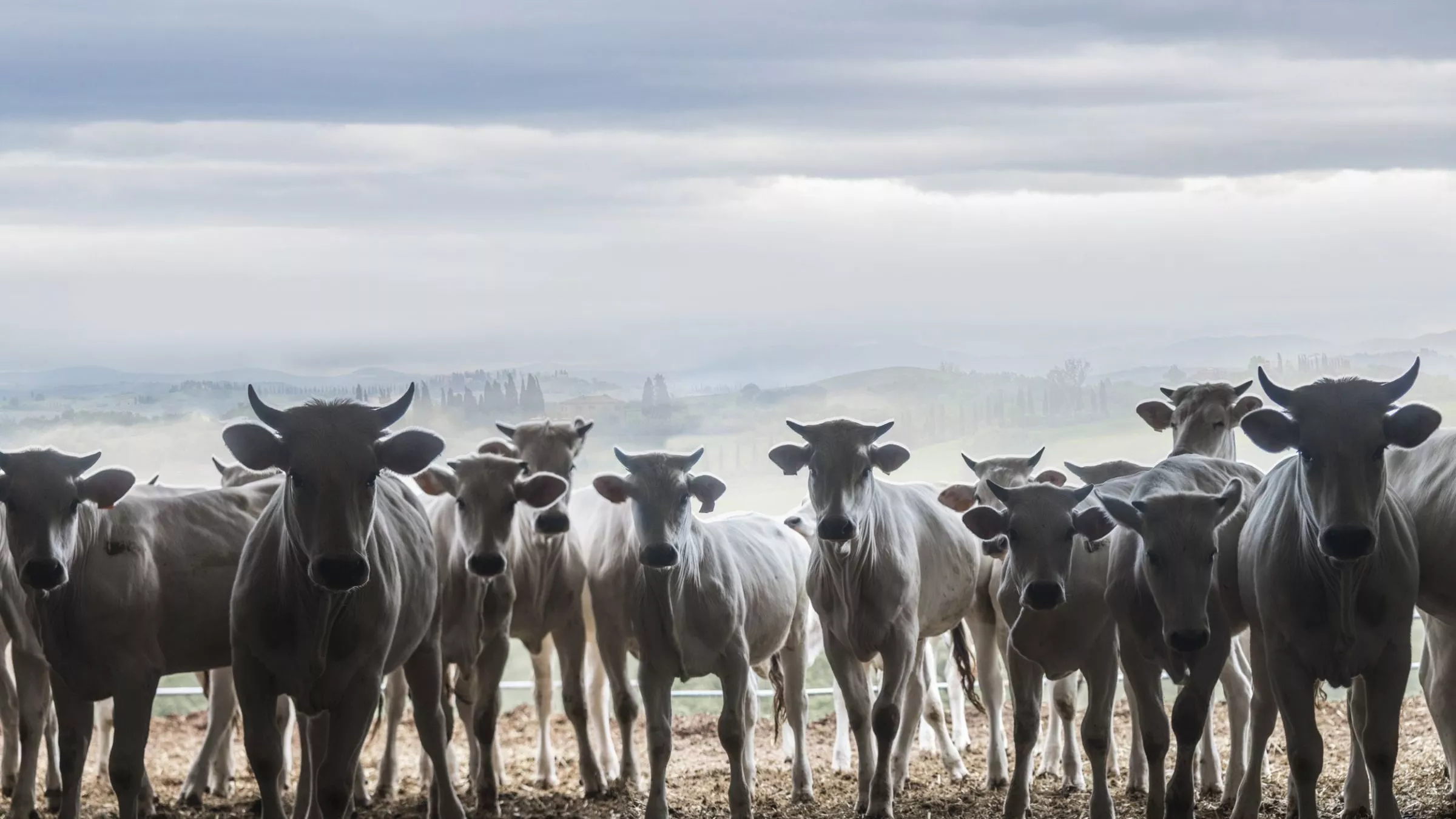 Das Chianina ist die größte Rinderrasse der Welt und die älteste Italiens