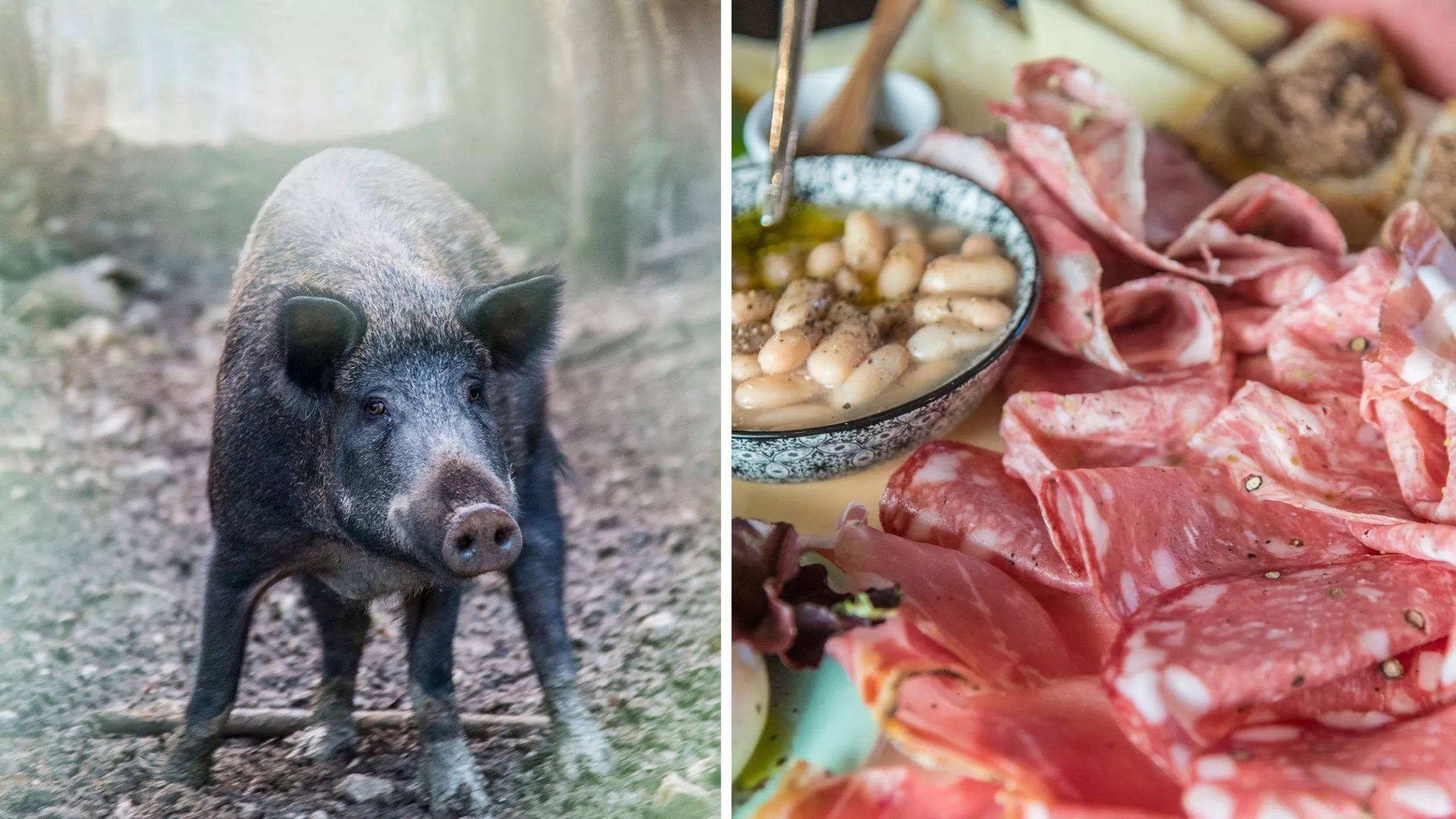 Toskanisches Wildlife: das Wildschwein im Wald, herzhafte Wurst und weiße Bohnen auf dem Teller