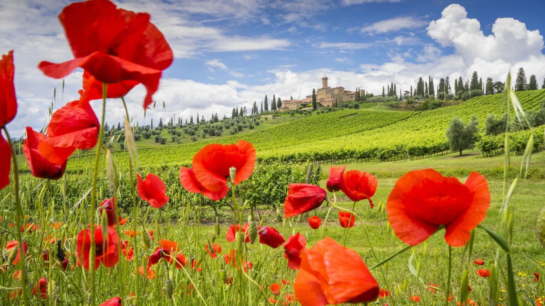 Highlight auf dem Hügel: Das Castello Poggio alle Mura bei Montalcino ist nicht nur schönstes mittelalterliches Gestein, sondern auch Sitz eines der besten Weingüter der Toskana, Banfi © Guido Cozzi