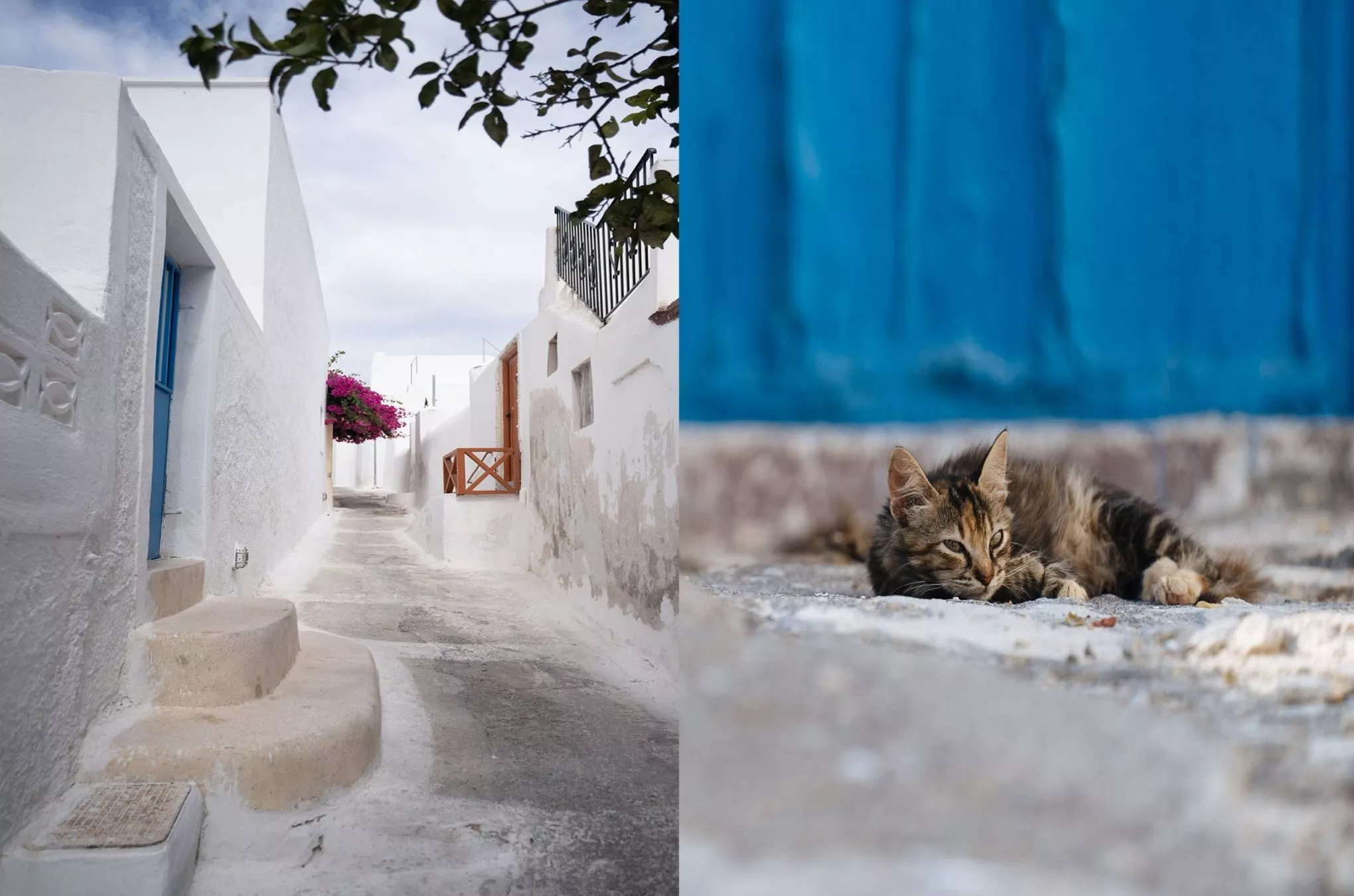 Sogar für die Inselkatzen noch zu früh – wer Santorin für sich alleine haben möchte, muss früh aufstehen