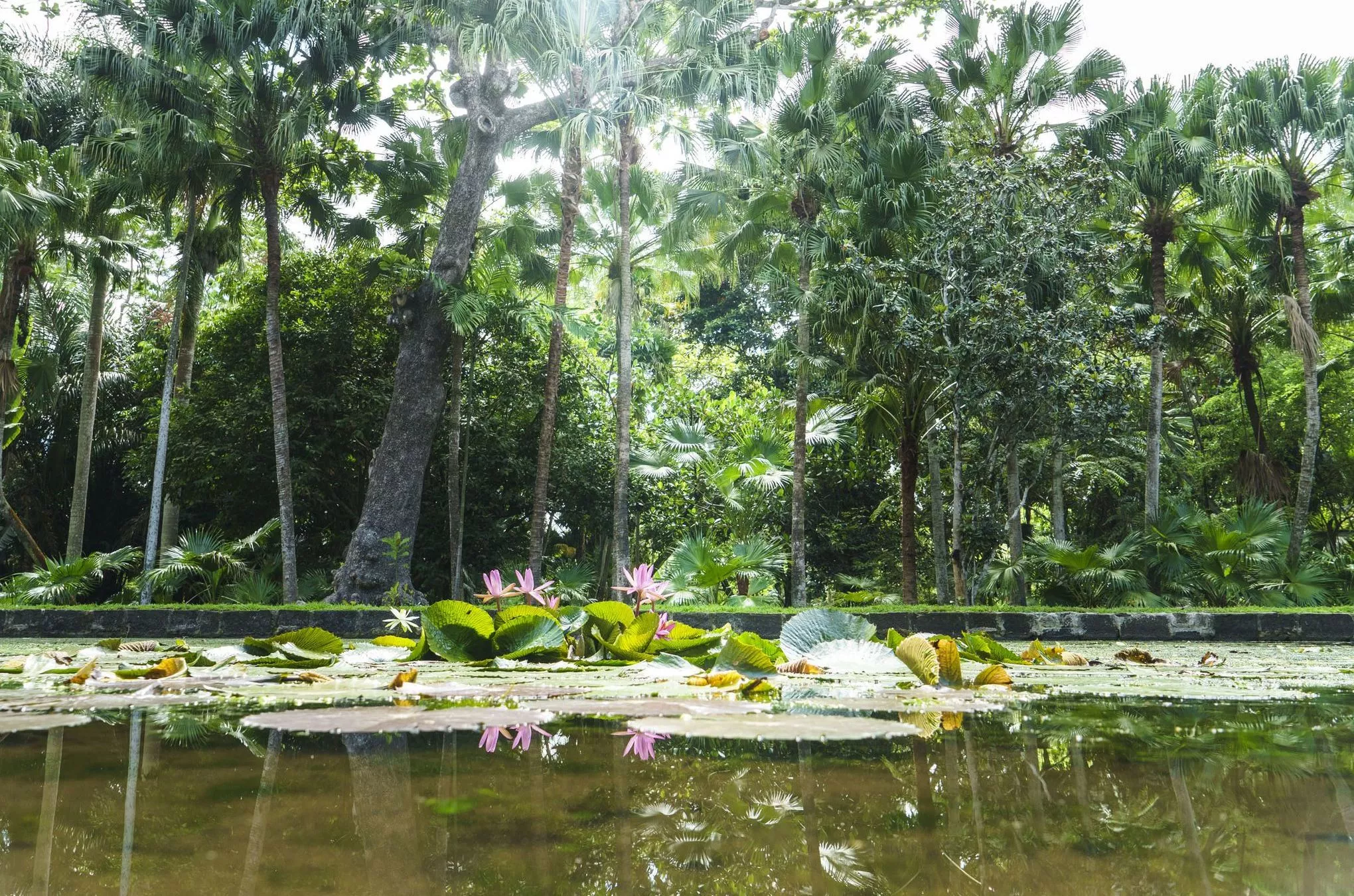Etliche Seerosen- und Palmenarten gedeihen im Botanischen Garten von Pamplemousses