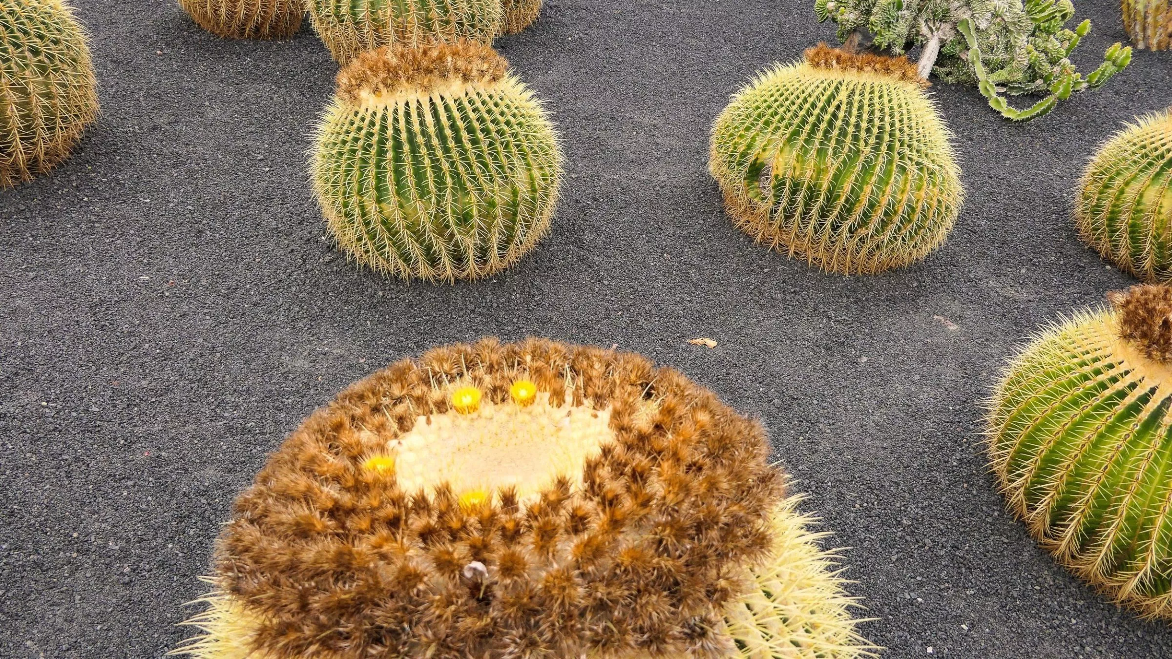 Ein Kaktus muss nicht immer grün sein, manche Arten leuchten in knalligem Gelb…