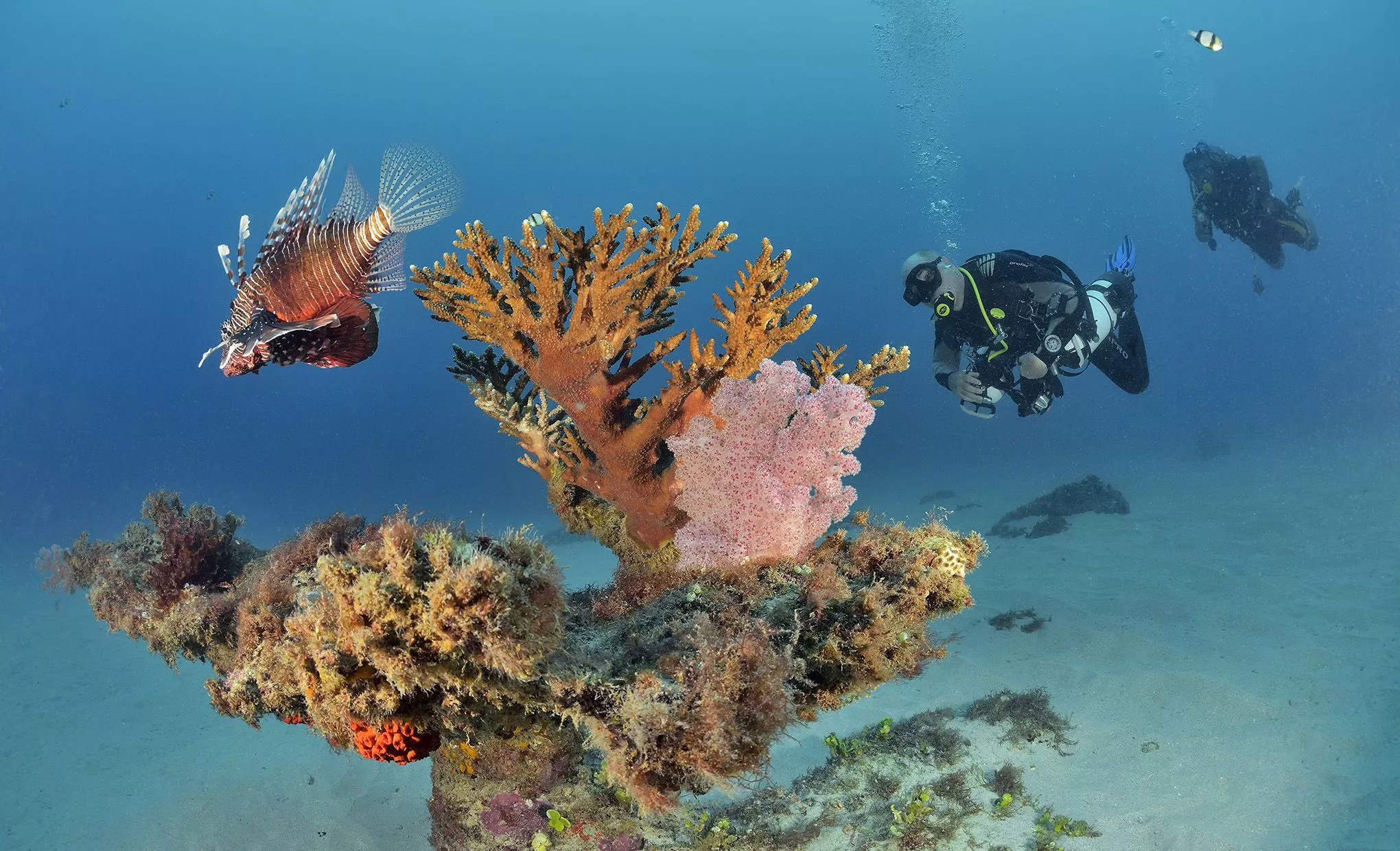 In der rund vier Kilometer tiefen Lagune rund um Mauritius leben in anmutender Schönheit zahlreiche Fische und Korallen