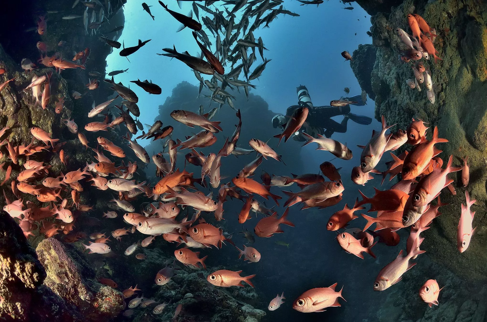 In der rund vier Kilometer tiefen Lagune rund um Mauritius leben in anmutender Schönheit zahlreiche Fische und Korallen