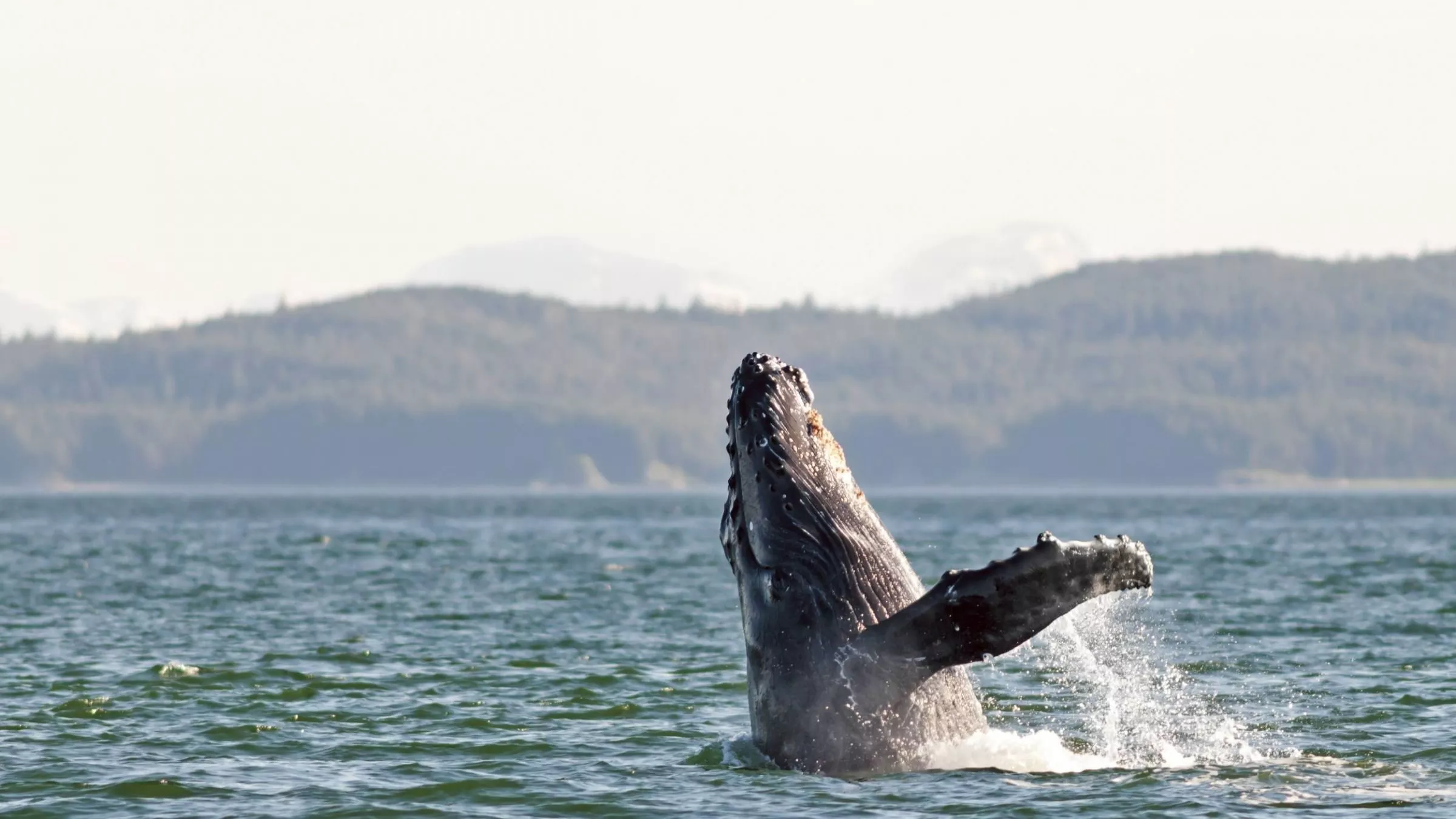 Am Ende der Nordwestpassage zeigen sich mit etwas Glücke Wale vor der Küste Alaskas