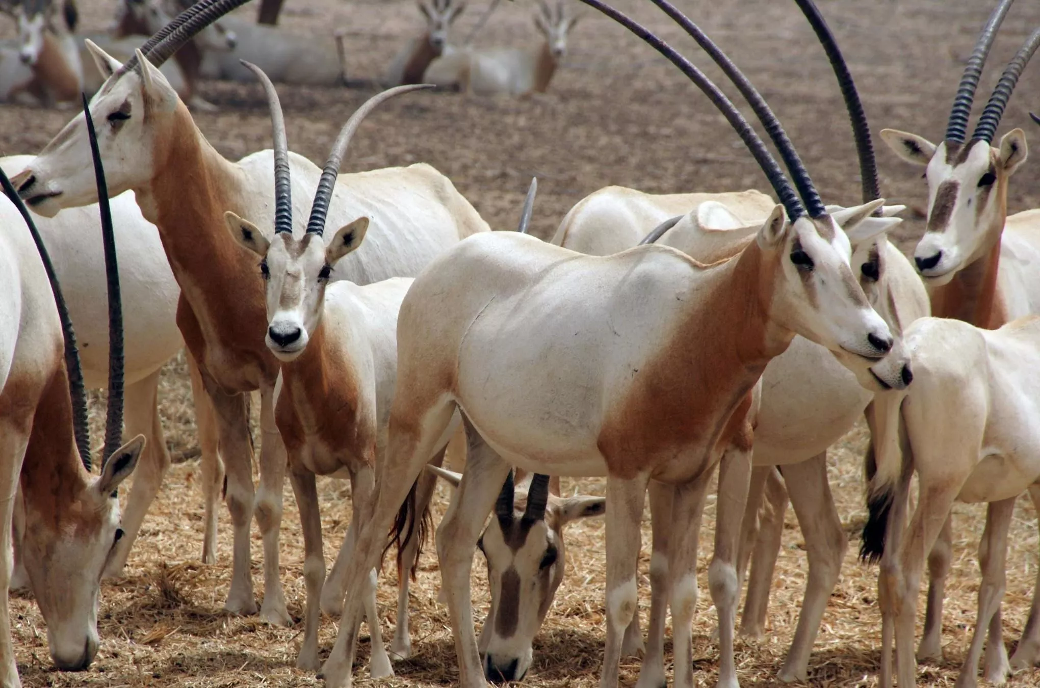 10.000 dieser Tiere leben auf Sir Bani Yas, drei Millionen Bäume und Pflanzen ließ Scheich Zayed binnen der letzten Jahrzehnte dort setzen