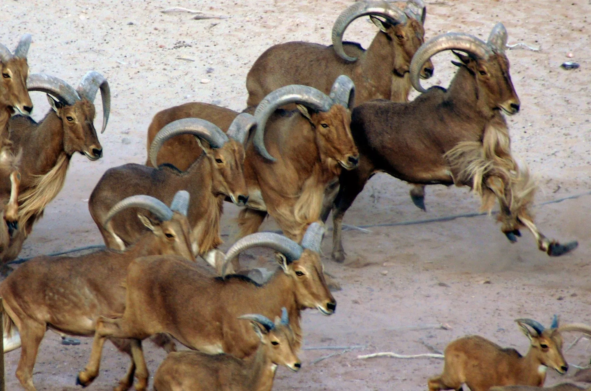 Immer unterwegs: galoppierende Berberschafe im Inselinneren von Sir Bani Yas