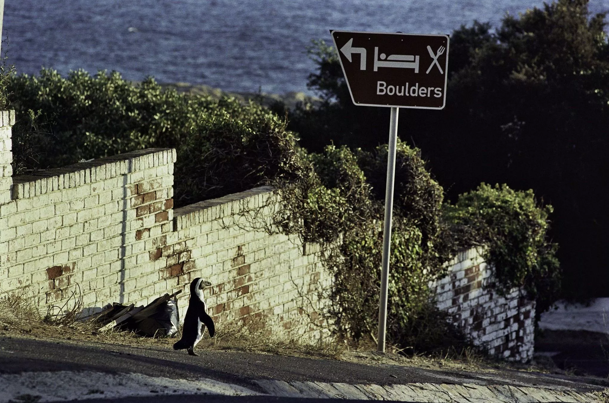 Allein auf großer Tour durch Simon's Town: Einer von 3000 Afrikanischen Brillenpinguinen