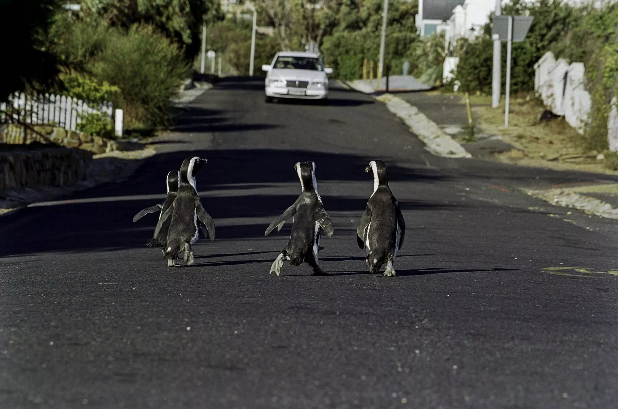 Jackass-Pinguine spazieren durch das Villenviertel von Simon's Town