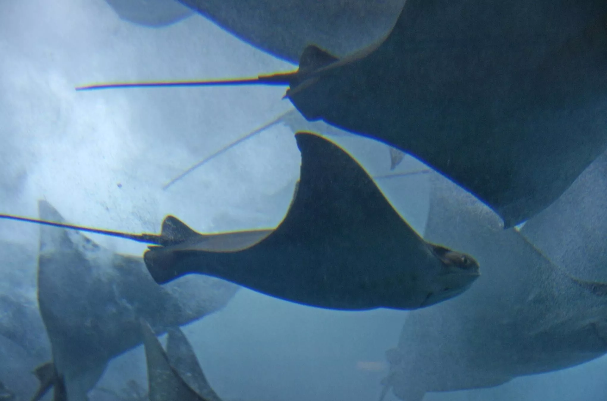 Wie in abstraktes Gemälde: als ob die Mantarochen hinter der Scheibe des „Dubai Aquariums“ mitten im Shopping-Tempel tanzen