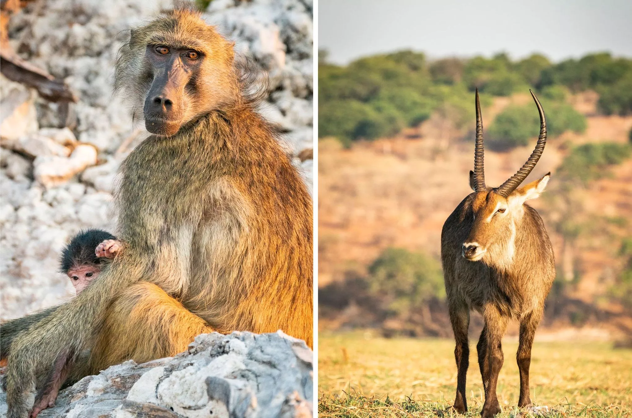 Pavian (links) und Wasserbock am Chobe-Fluss