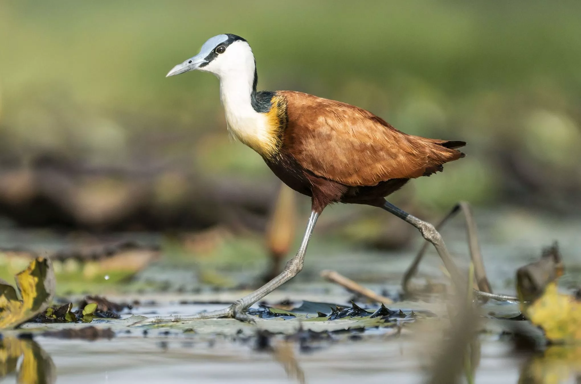 Blaustirn-Blatthühnchen watet durch den Chobe-Fluss