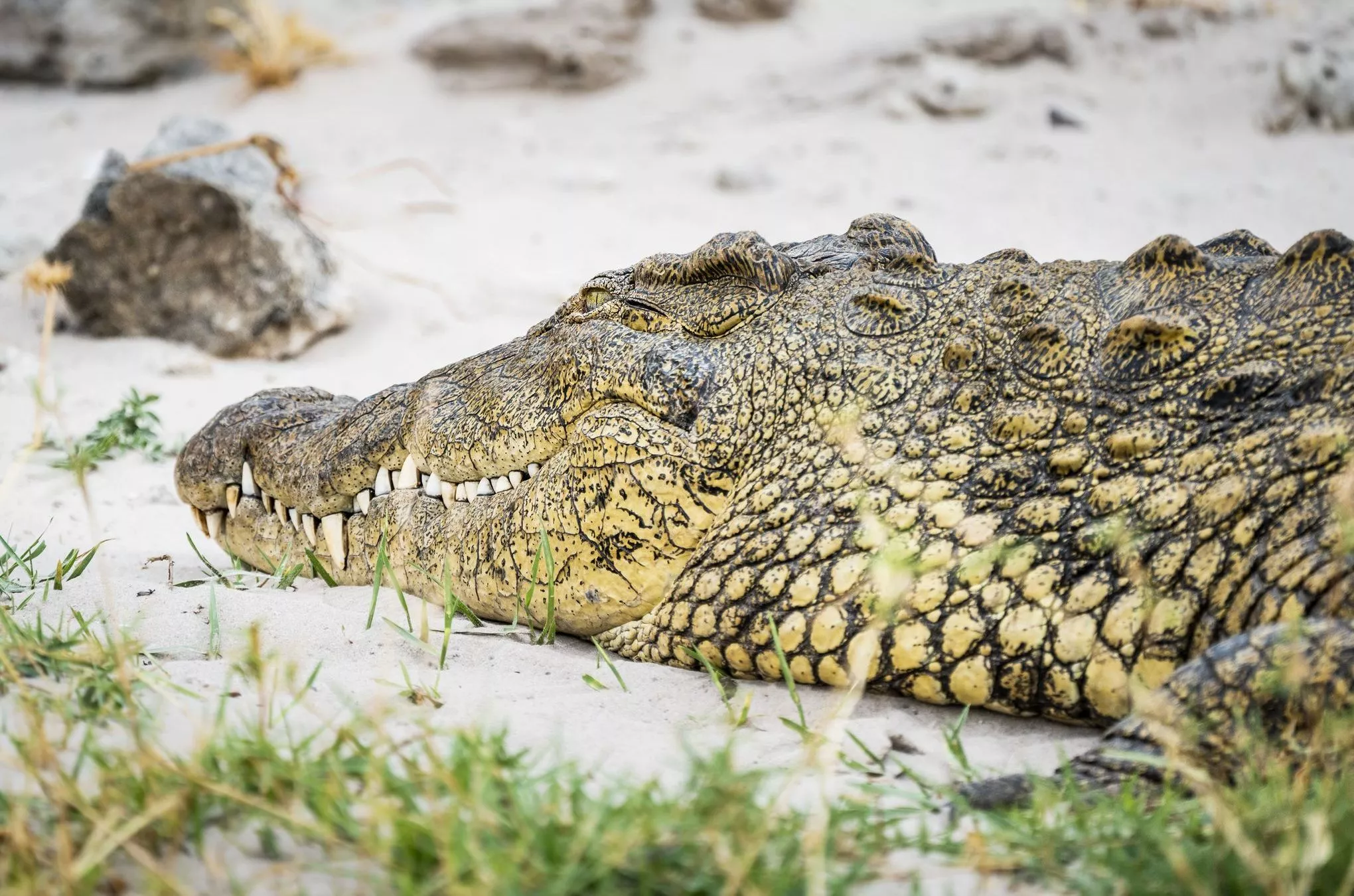 Nilkrokodil am Chobe-Fluss aus nächster Nähe