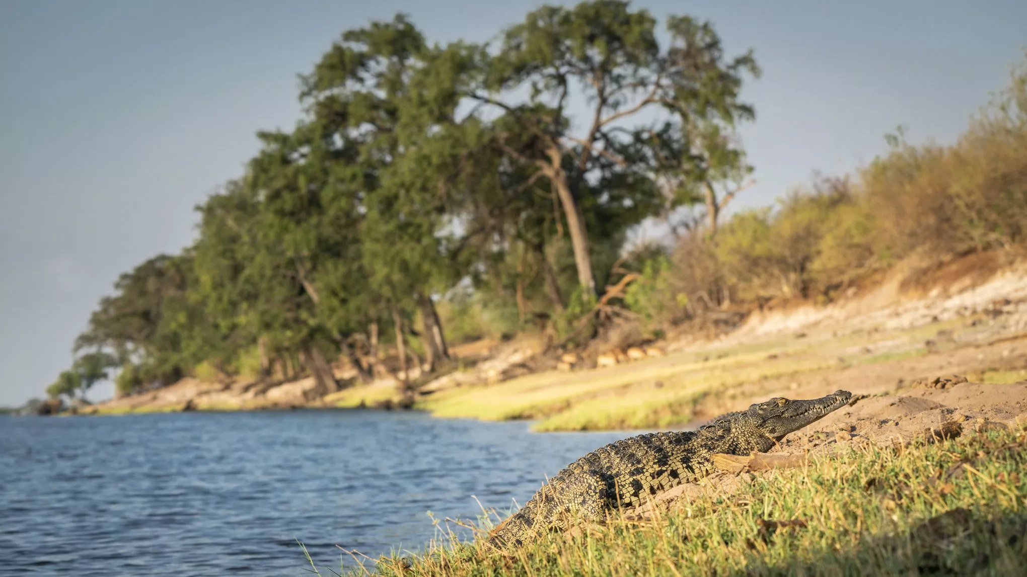 Ein Nilkrokodil wärmt sich in der Abendsonne am Chobe-Fluss