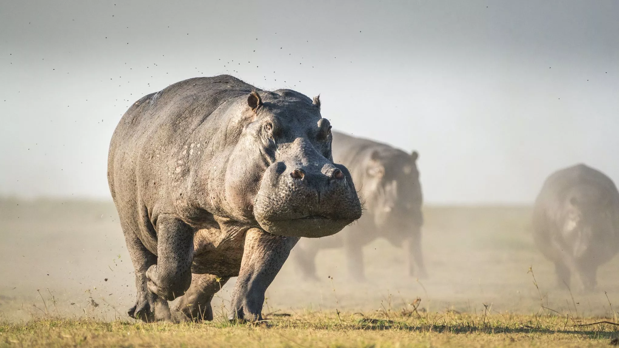 Mit bis zu 40 Kilometern pro Stunde saust ein Flusspferd über Land