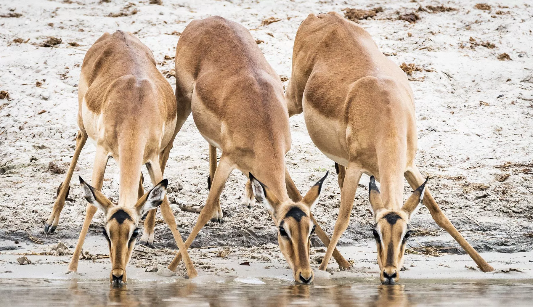 Impalas trinken am Chobe-Fluss