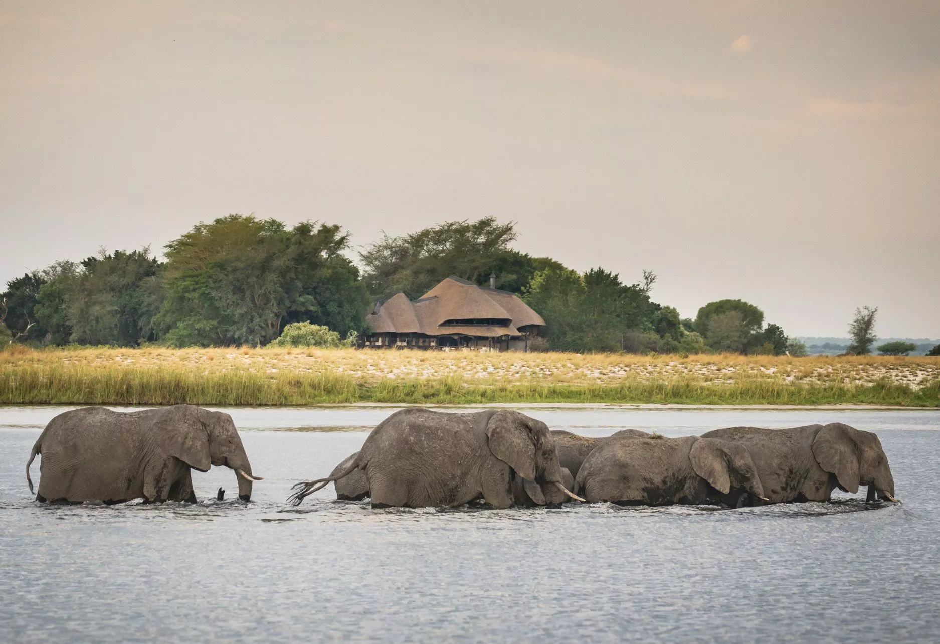 Elefanten überqueren den Chobe-Fluss