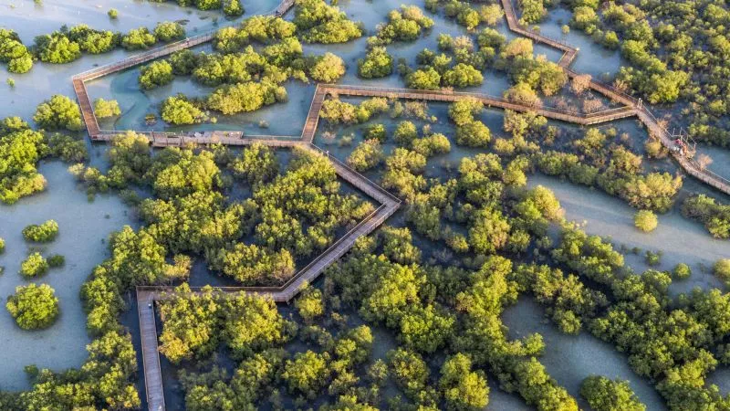 Holzbohlensteg durch den Mangrovenpark in Abu Dhabi