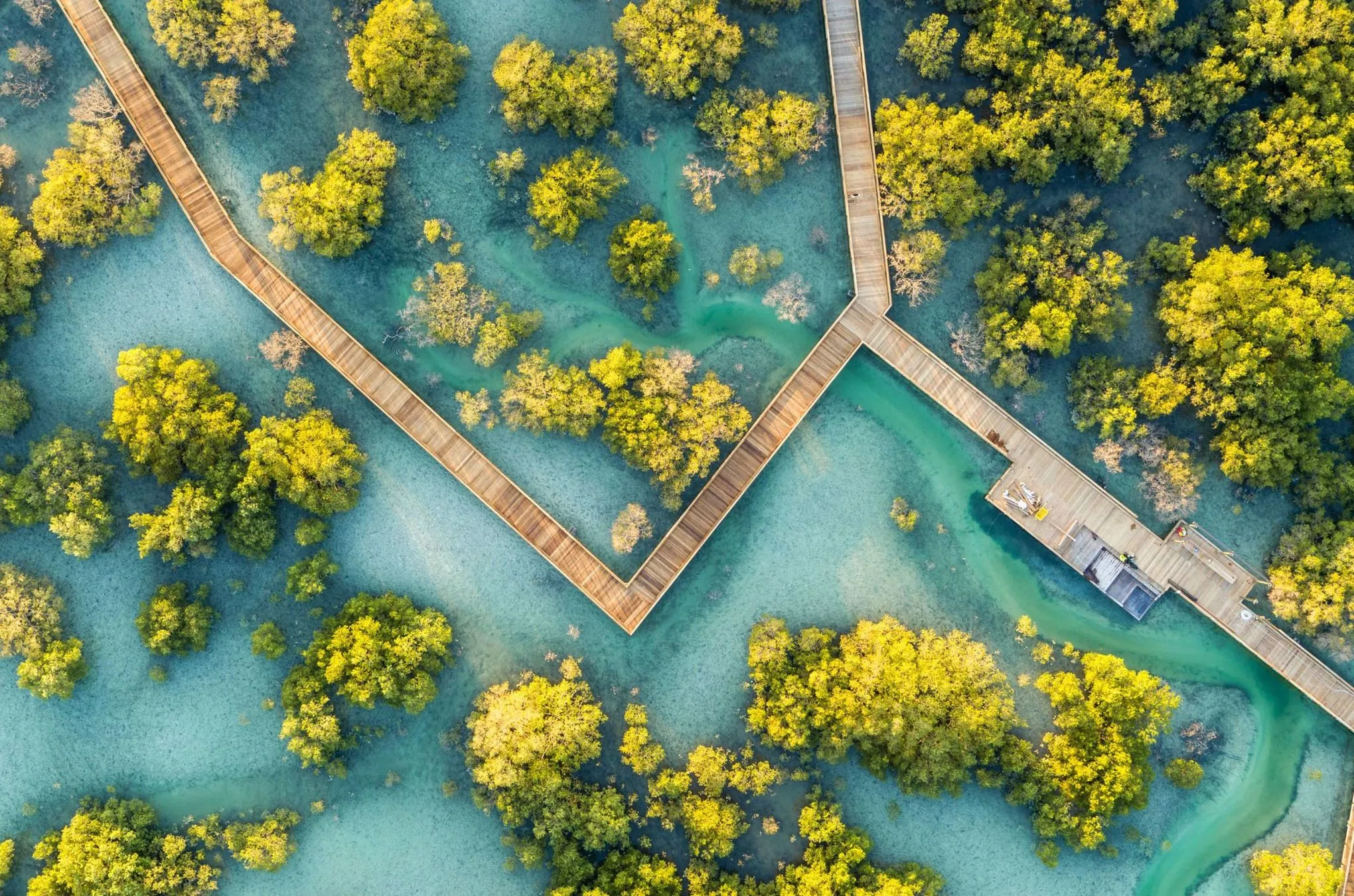 Holzbohlensteg durch den Mangrovenpark in Abu Dhabi