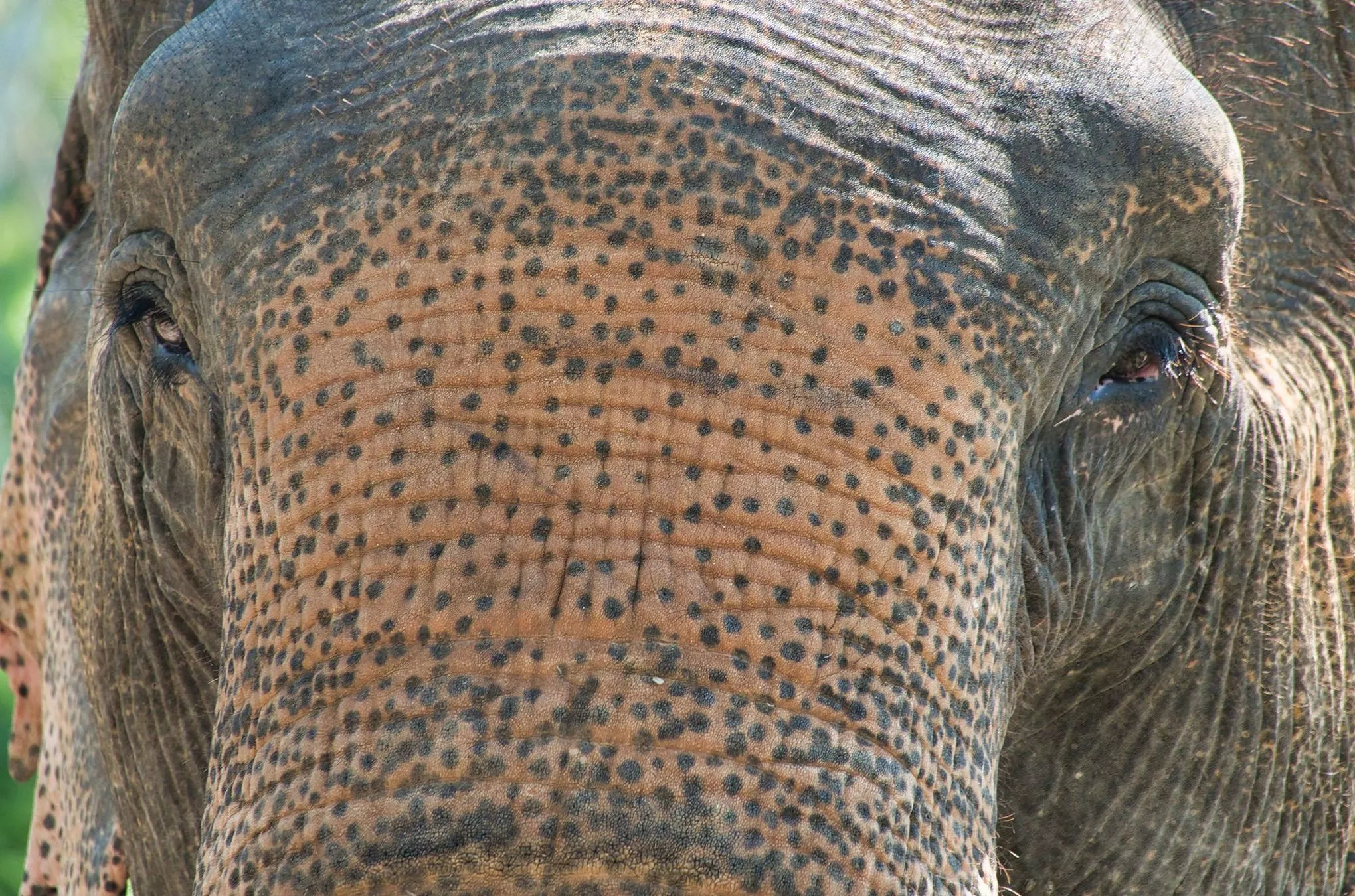 Manchmal kommen die Tiere den Besuchern nah – ganz nah