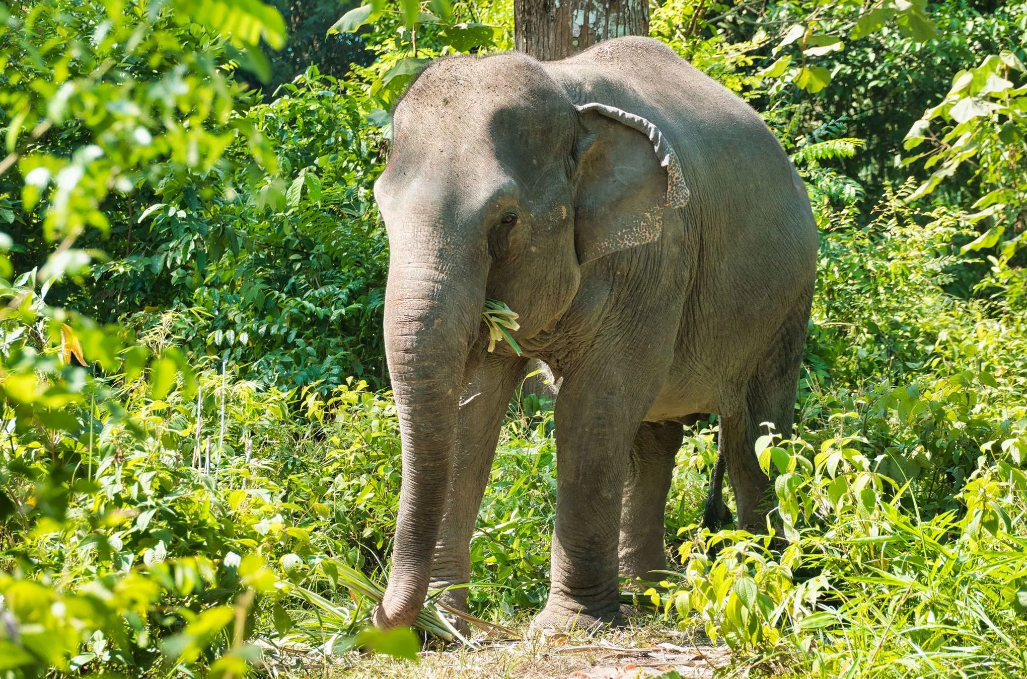 Bis zu 300 Kilogramm Grünzeug frisst ein ausgewachsener asiatischer Elefant – am Tag