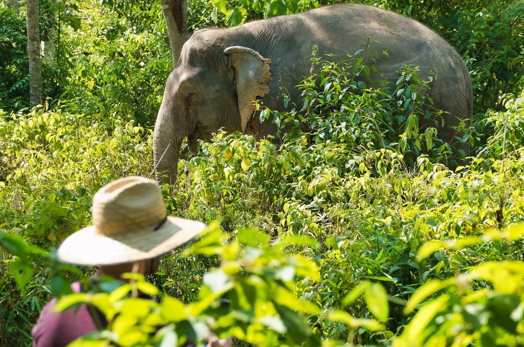 Im Elephant Sanctuary streifen die Dickhäuter nach Herzenslust in ihrem Tempo durch die Wälder des Schutzzentrums