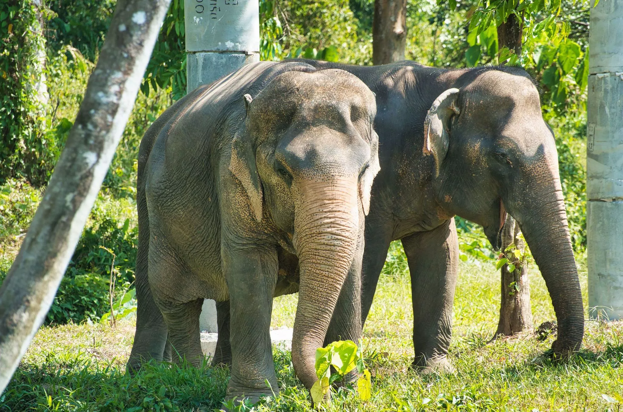 Kannika (links) mit ihrer 69-jährigen Freundin Madee: Seit vier Jahren leben die beiden Elefantenkühe im Sanctuary auf Phuket
