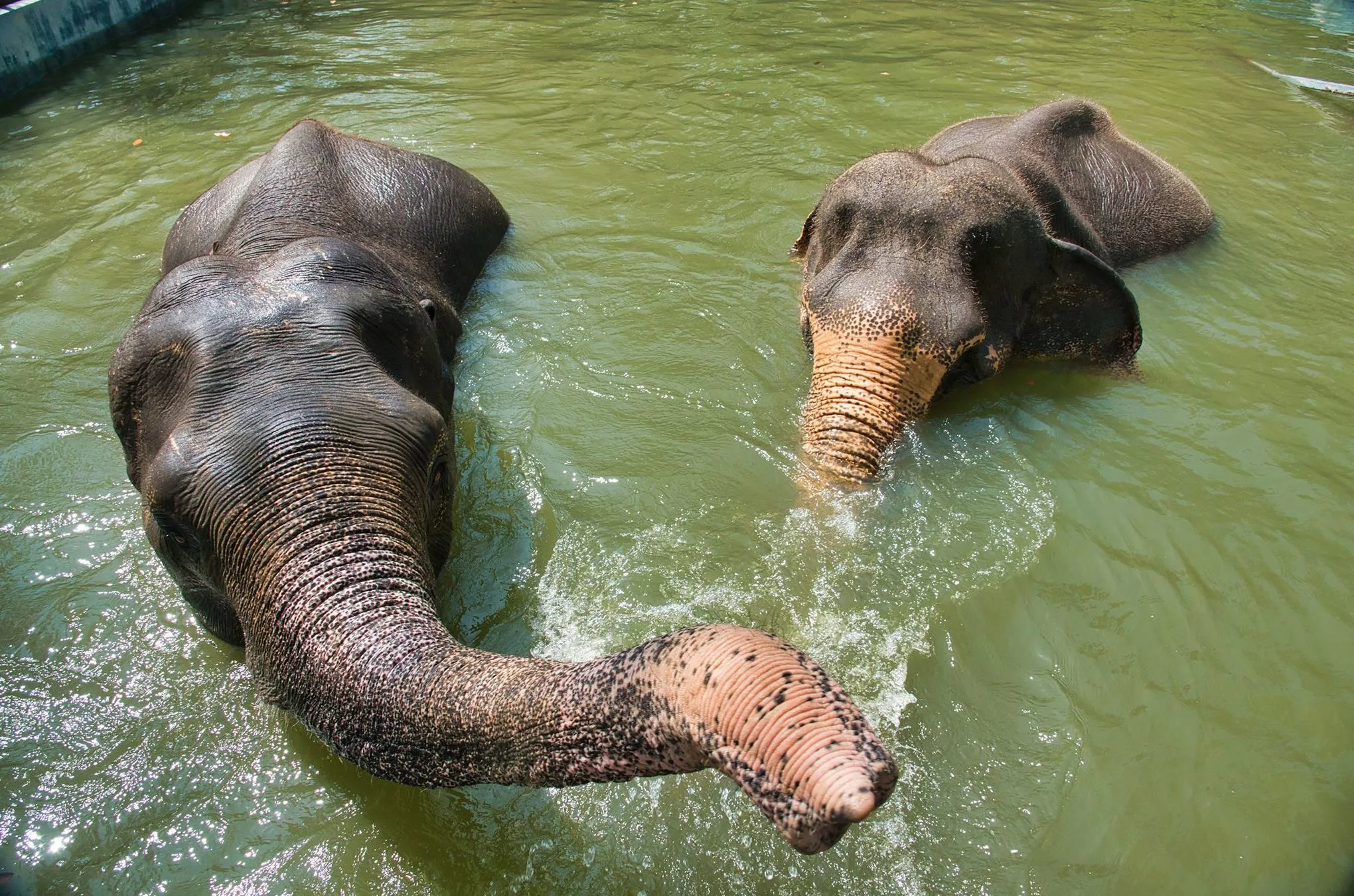 Für die älteren Tiere gibt es einen eigenen Pool auf dem 30 Hektar großen Schutzzentrum