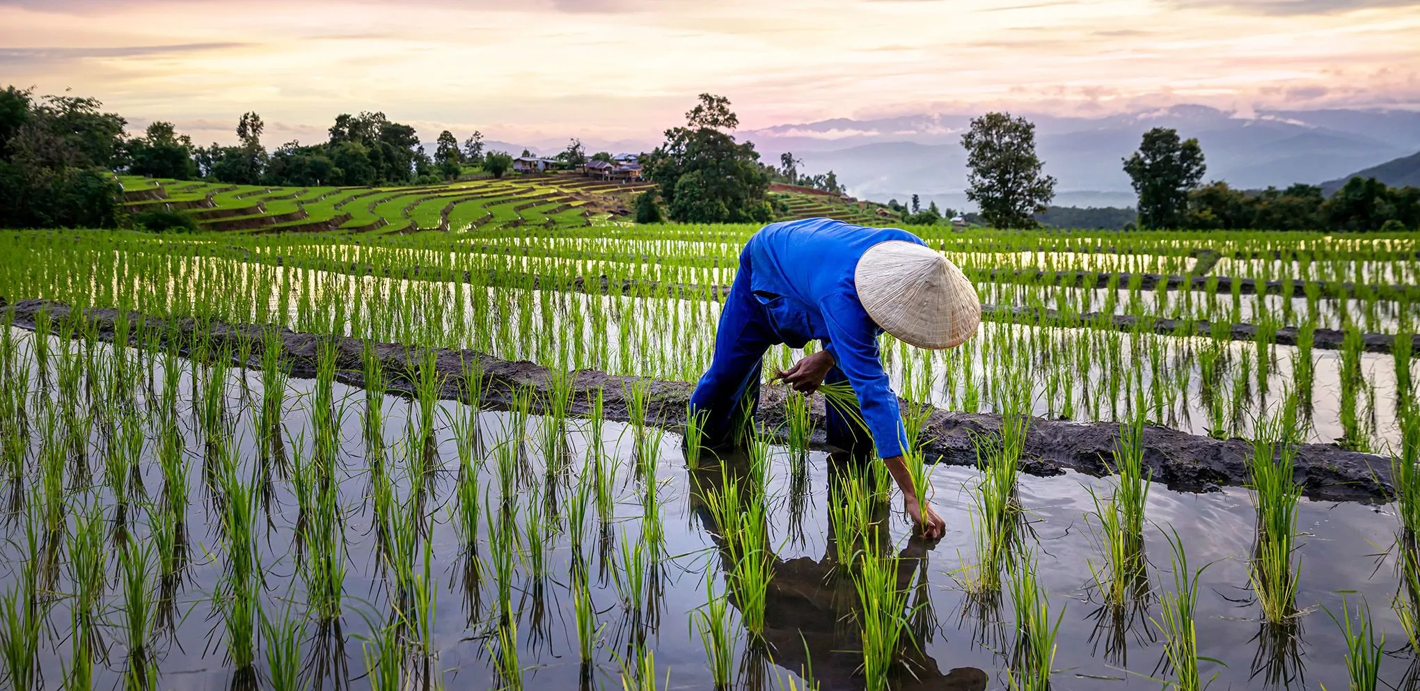 Reis ist fester Bestandteil thailändischer Küche: Er wird auf weitläufigen Feldern im Norden und Nordosten des Landes angebaut