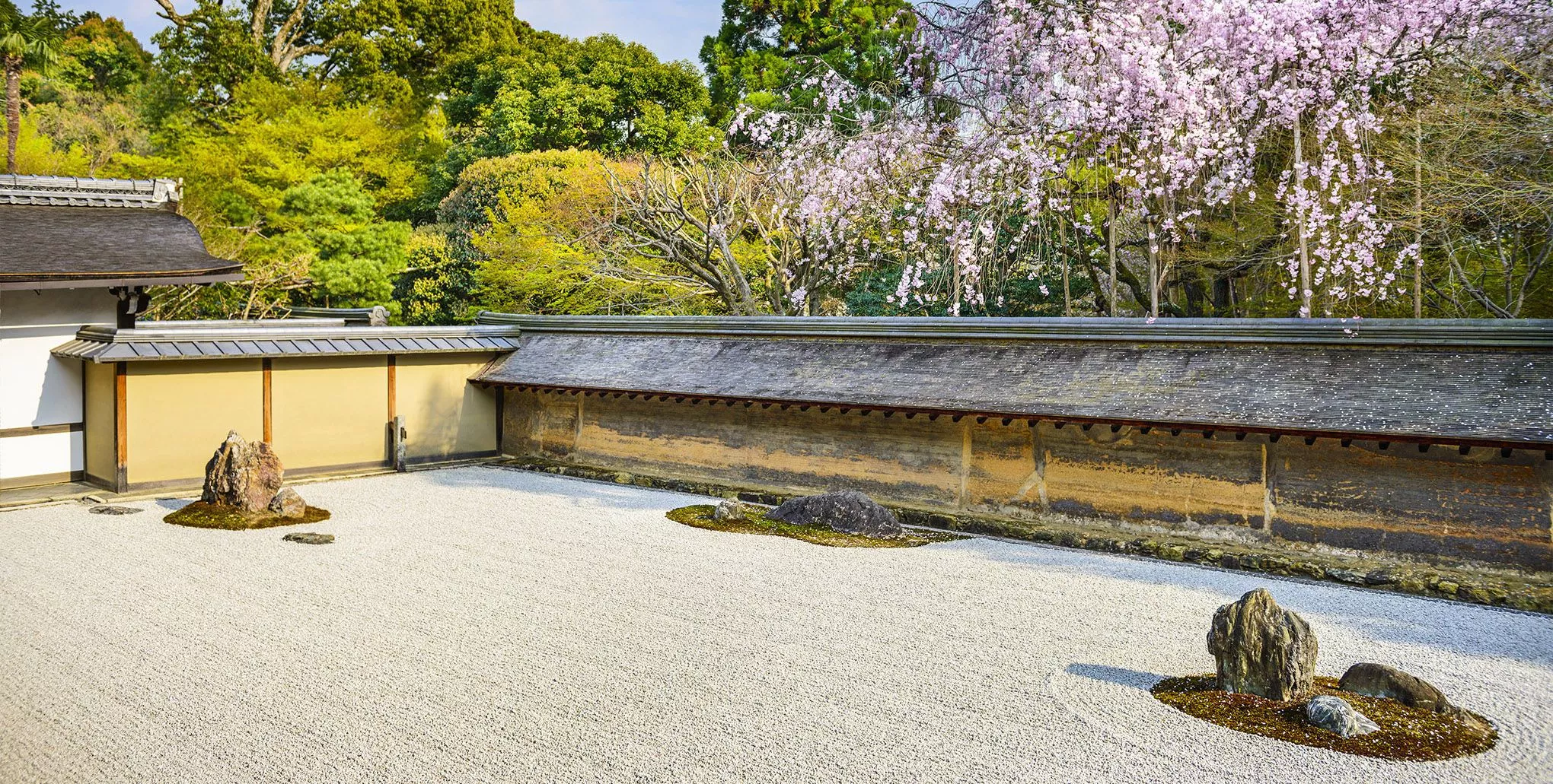 Der berühmteste Zen-Garten Japans im Ryōan-ji zur Zeit der Kirschblüte: Sind es auch wirklich 15 Felsen?