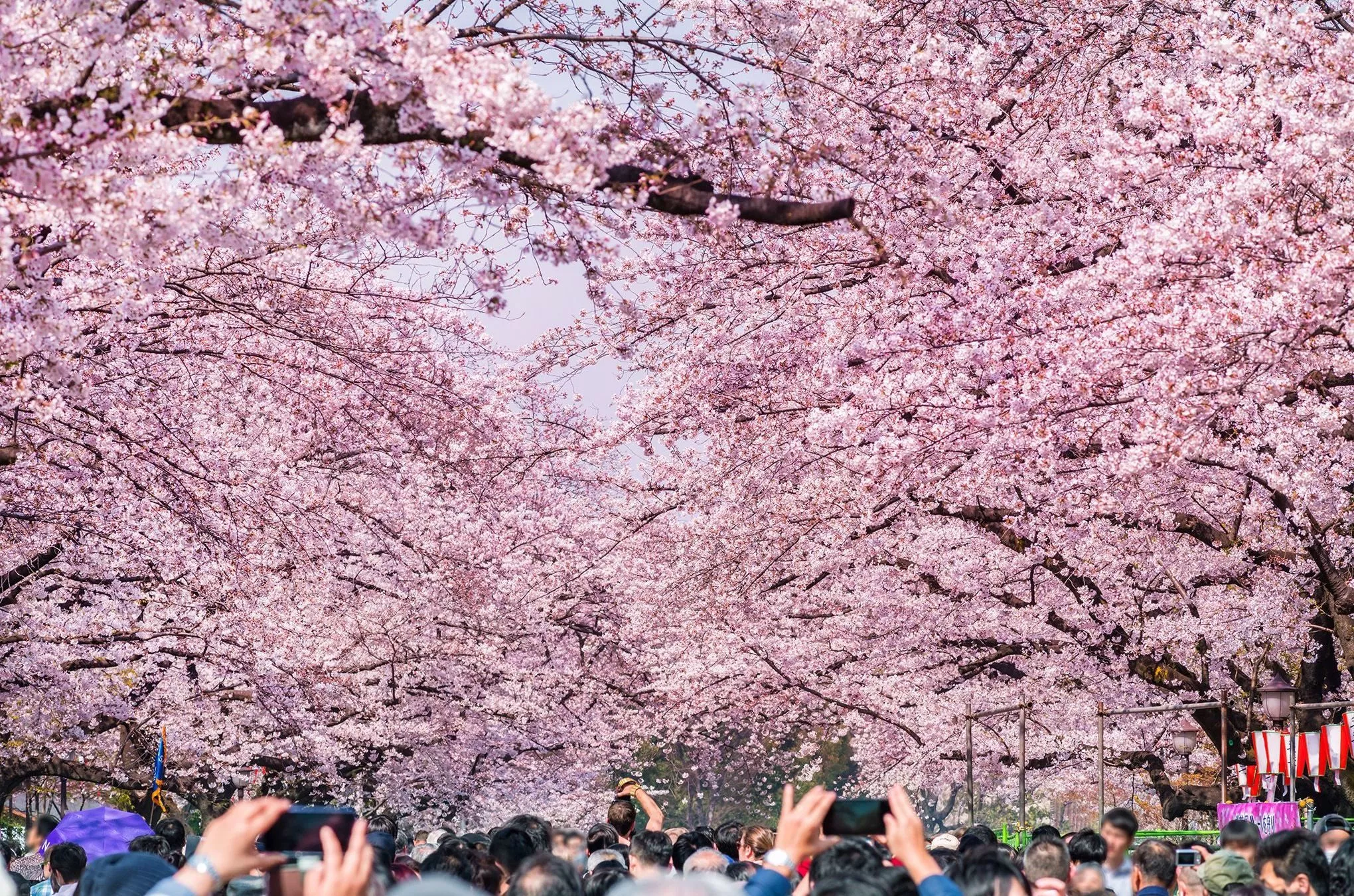 Mehr als 1000 Kirschbäume säumen die Parkanlage – besonders während der Kirschblüte ein beliebter Ort der Tokioter