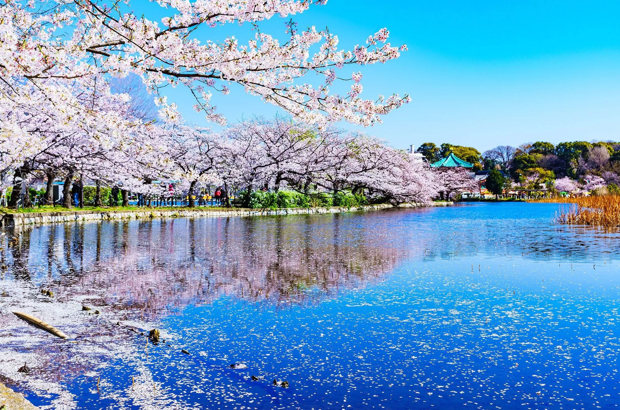 Am Shinobazu-Teich im Ueno-Park, dem ältesten öffentlichen Park Japans