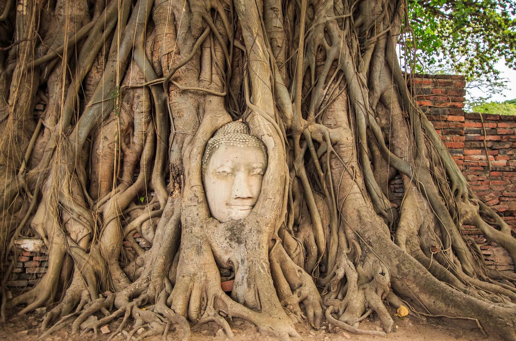 Ein steinerner Buddhakopf, tief verwachsen in den knorrigen Wurzeln, im Geschichtspark von Ayutthaya