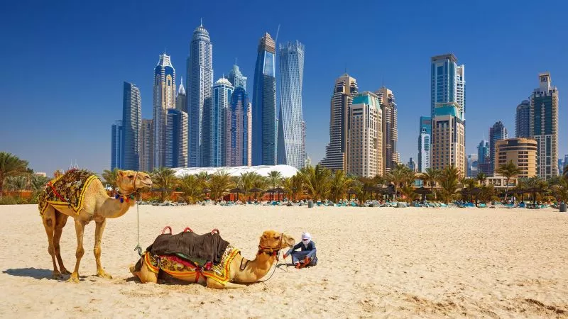 Nicht nur Einheimische und Urlauber entspannen am Jumreiah Beach: Auch Kamele machen hier Pause vor Dubais Skyline