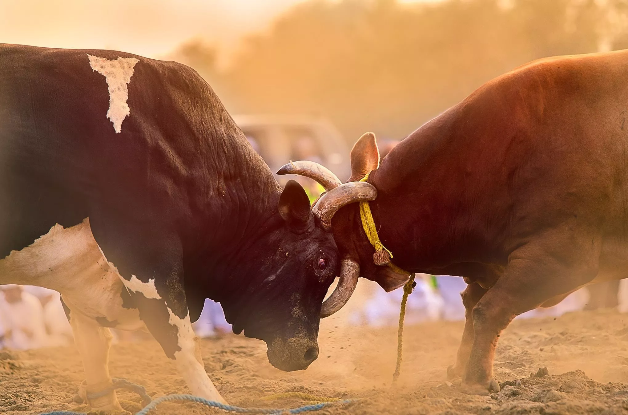 Tradition im Emirat Fujairah: Stierwrestling