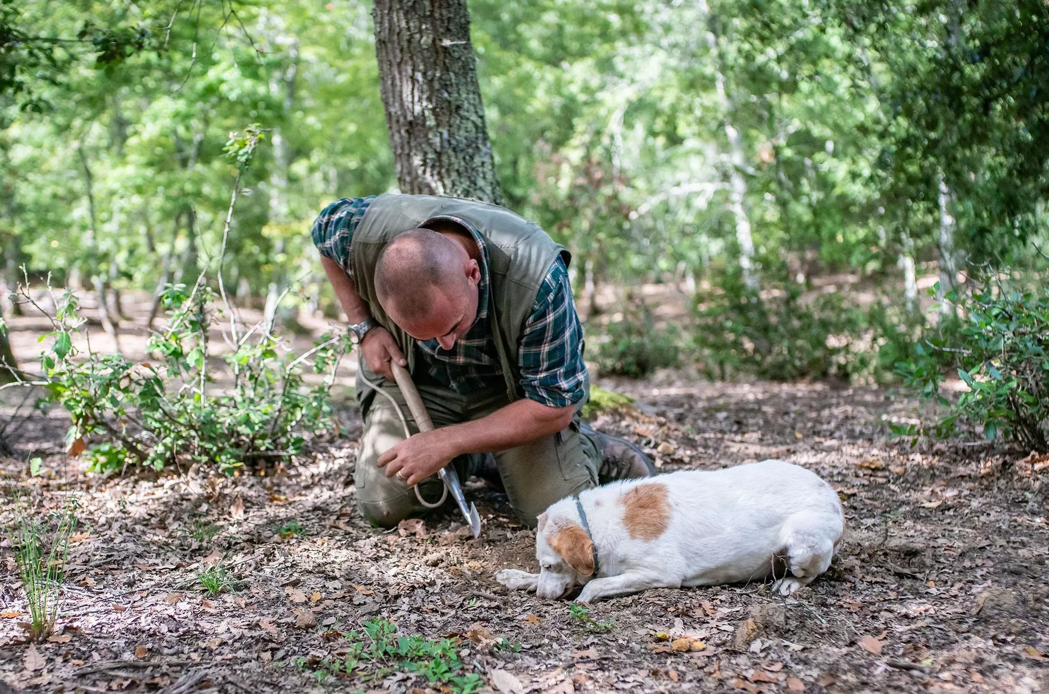 Vergnügen im Wald bei der Trüffeljagd mit Hund