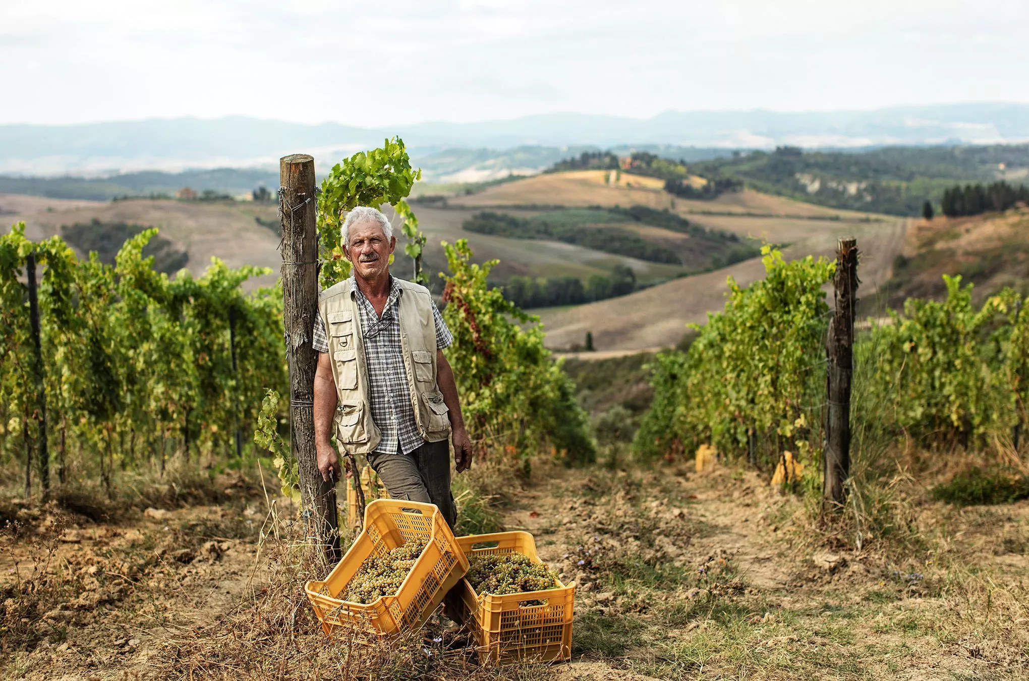 Natürlich öko: In den Weinbergen von Castelfalfi verwendet man Regenwasser zur Bewässerung