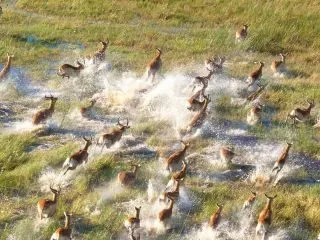 Botswana-Okawango_1600x1200