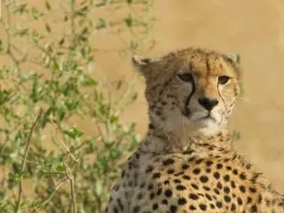 Tansania_Gepard_1600x1200