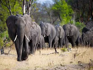 csm_ZImbabwe-Elefant_2020-690x518_19d967e8b7