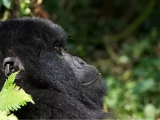 ruanda_gorilla_1600x1200