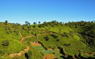 TUI-Reisebuero-Berlin-Sri-Lanka-Tea-Factory-Teeplantage Sri Lanka, airtours Private Travel, Privatreise, Uga Escapes
