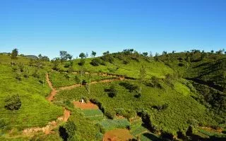 TUI-Reisebuero-Berlin-Sri-Lanka-Tea-Factory-Teeplantage Sri Lanka, airtours Private Travel, Privatreise, Uga Escapes