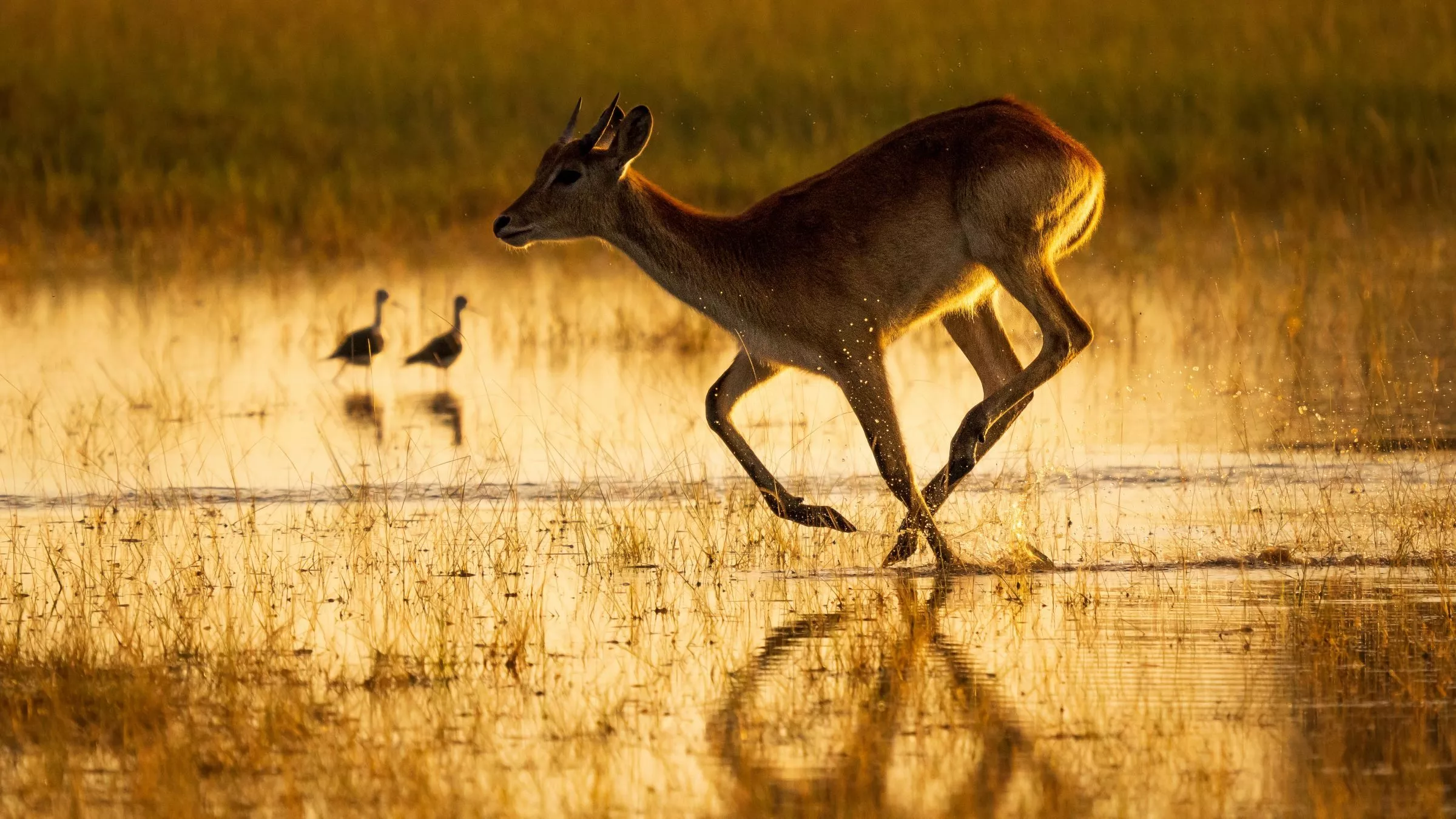 Lechwe im Okavango-Delta