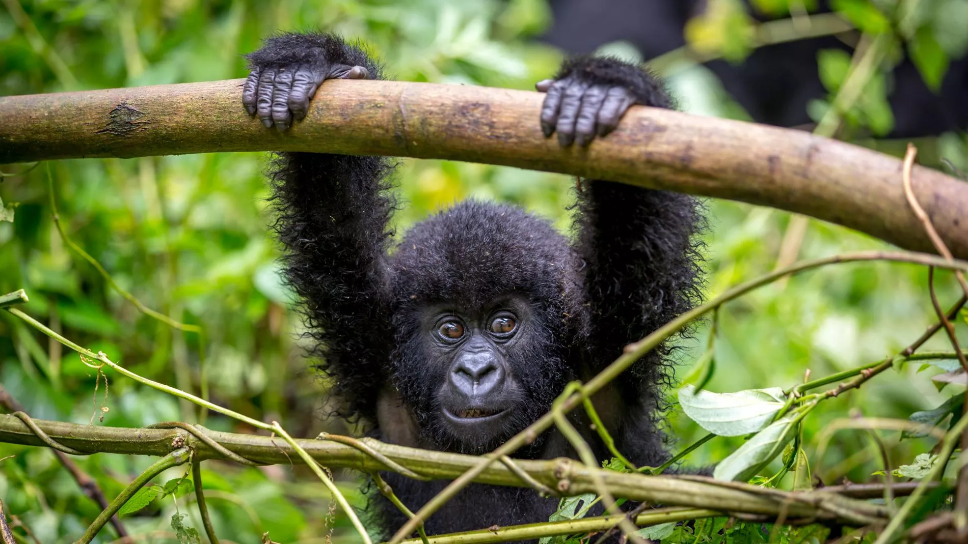 Gorilla Nachwuchs in der Grenzregion Kongo-Ruanda